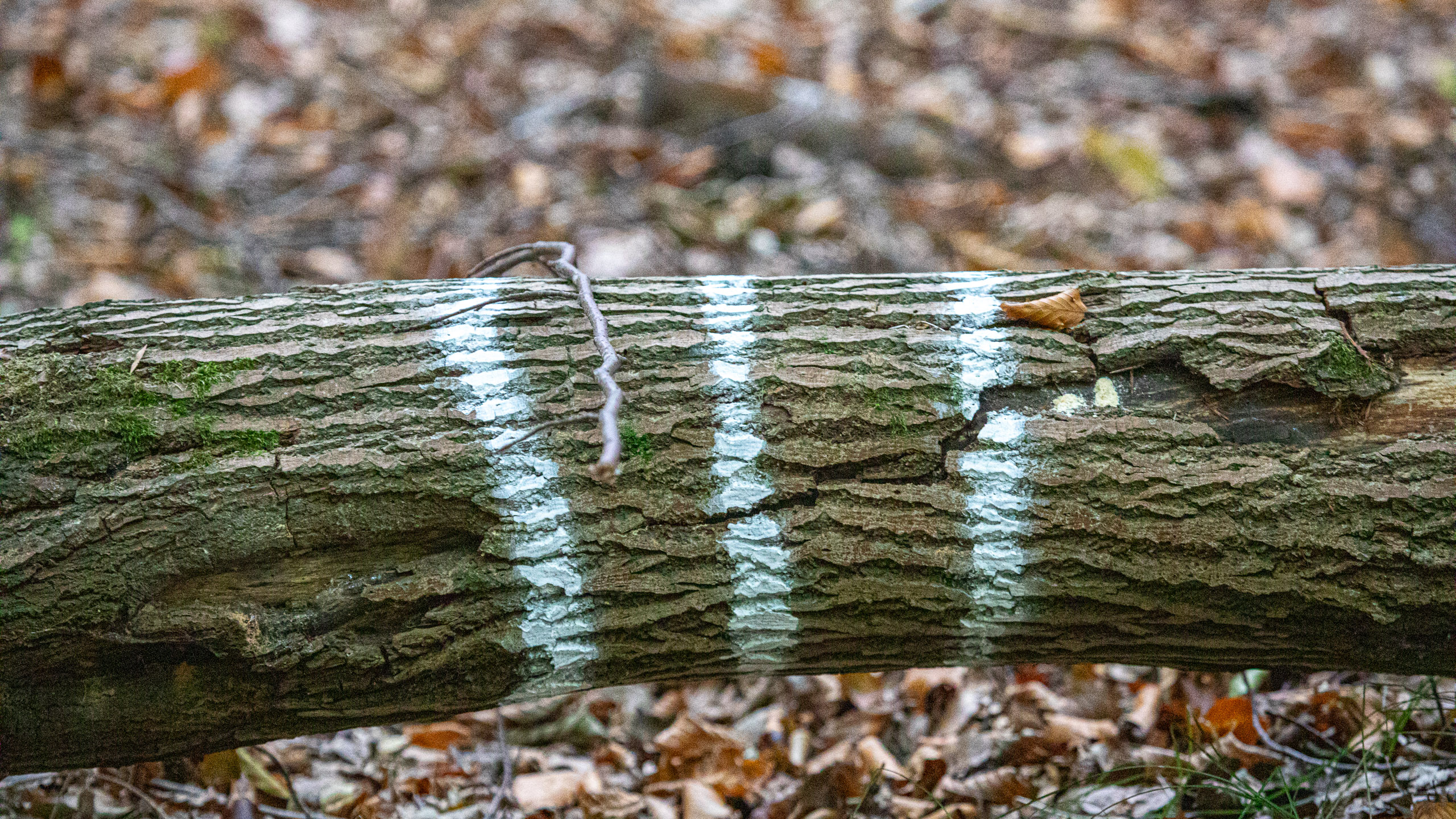 20231014102008 RD4 4668